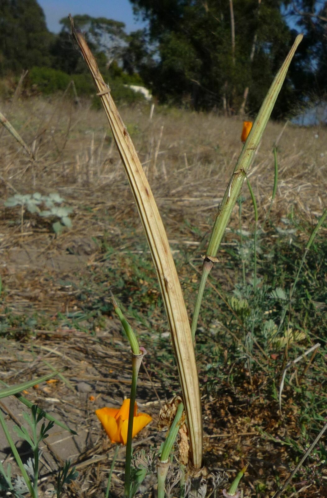 High Resolution Eschscholzia californica Fruit